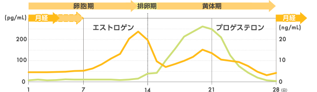 女性ホルモンの変動と月経周期